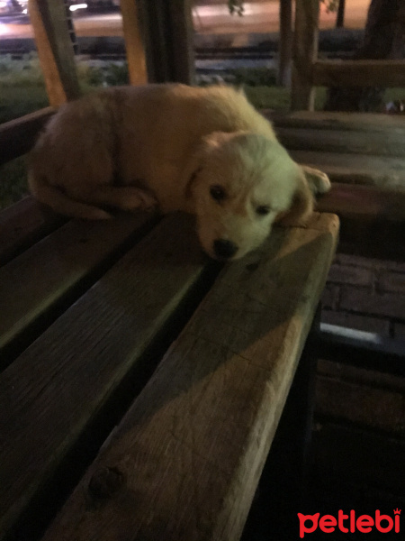 Golden Retriever, Köpek  Betty fotoğrafı