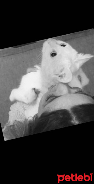 Van Kedisi, Kedi  Ayran fotoğrafı