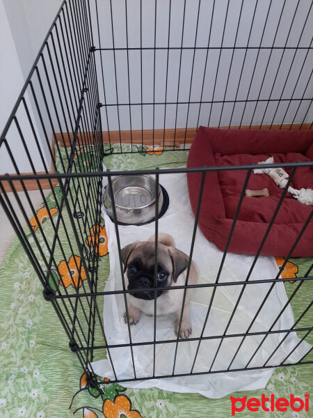 Pug, Köpek  Şila fotoğrafı