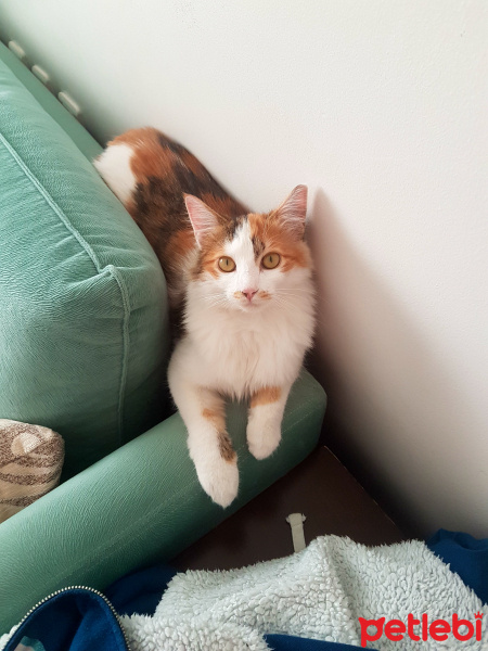 Tekir Kedi, Kedi  momo fotoğrafı