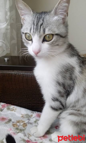 Tekir Kedi, Kedi  pera fotoğrafı