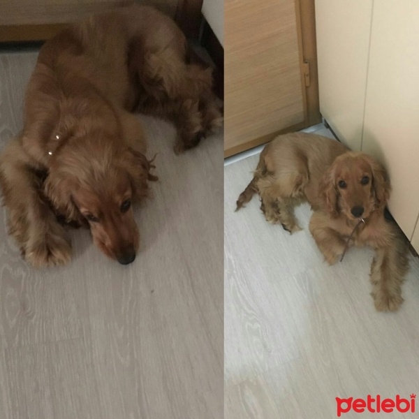 Amerikan Cocker Spaniel, Köpek  Mex fotoğrafı
