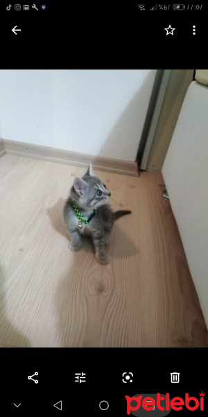 Tekir Kedi, Kedi  Duman fotoğrafı