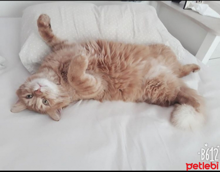 Ragdoll, Kedi  Yumak güvenilir yuva arıyor fotoğrafı