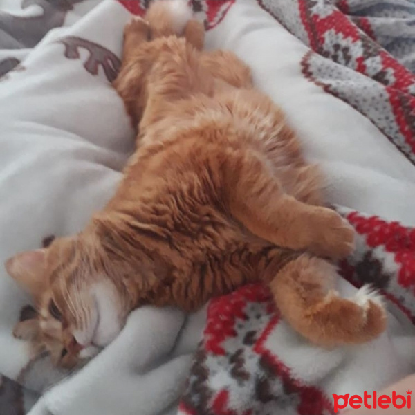 Ragdoll, Kedi  Yumak güvenilir yuva arıyor fotoğrafı