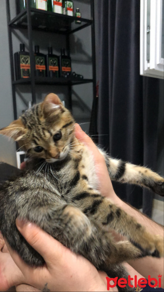 Tekir Kedi, Kedi  Mırmır fotoğrafı