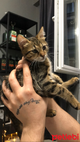 Tekir Kedi, Kedi  Mırmır fotoğrafı