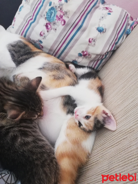 Tekir Kedi, Kedi  Minnaklar fotoğrafı