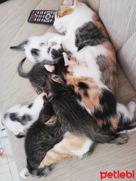 Tekir Kedi, Kedi  Minnaklar fotoğrafı