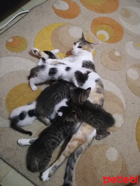 Tekir Kedi, Kedi  Minnaklar fotoğrafı