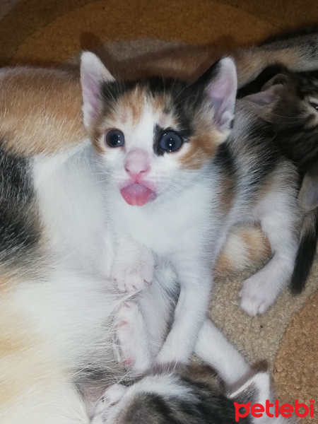 Tekir Kedi, Kedi  Minnaklar fotoğrafı