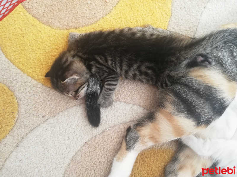 Tekir Kedi, Kedi  Minnaklar fotoğrafı