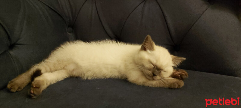 British Shorthair, Kedi  Leo fotoğrafı