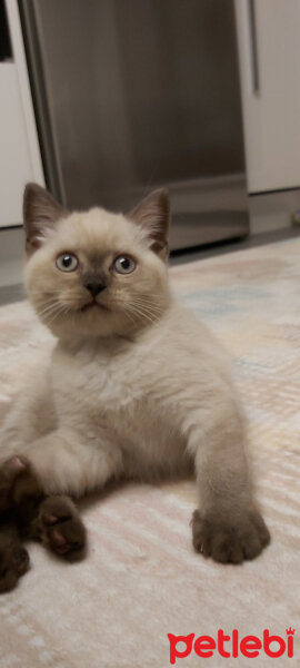 British Shorthair, Kedi  Leo fotoğrafı