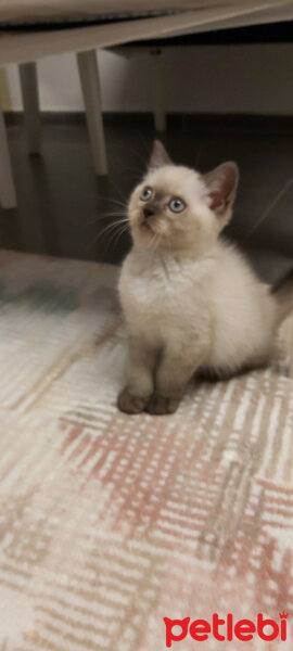 British Shorthair, Kedi  Leo fotoğrafı