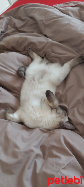 British Shorthair, Kedi  Leo fotoğrafı