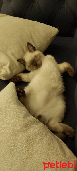 British Shorthair, Kedi  Leo fotoğrafı