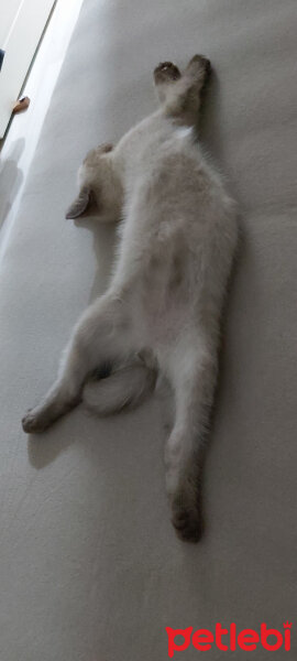 British Shorthair, Kedi  Leo fotoğrafı