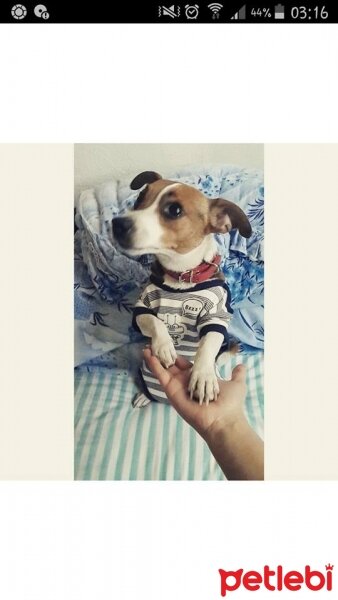 Jack Russell Terrier, Köpek  mia fotoğrafı