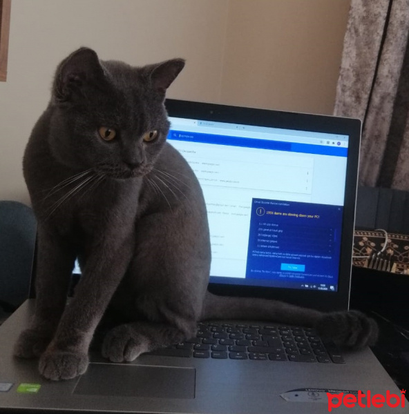 British Shorthair, Kedi  oscar fotoğrafı