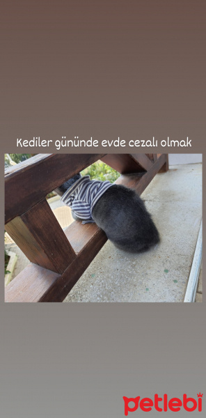 Korat, Kedi  Leo fotoğrafı