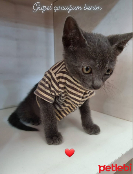 Korat, Kedi  Leo fotoğrafı