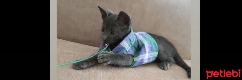 Korat, Kedi  Leo fotoğrafı