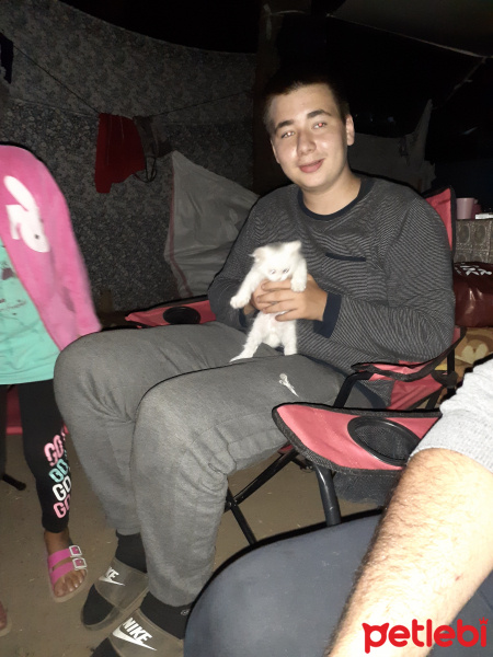 Soke, Kedi  Duman fotoğrafı