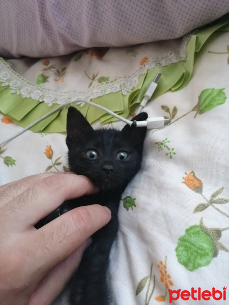 Bombay, Kedi  Handan fotoğrafı