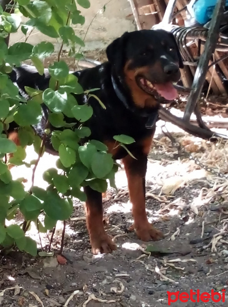 Rottweiler, Köpek  Ezo fotoğrafı