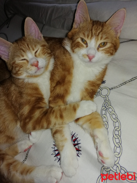 Sarman, Kedi  Tarçın Ve Limon fotoğrafı