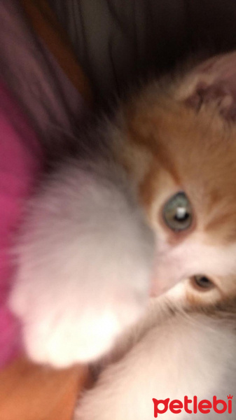 Sarman, Kedi  Simba fotoğrafı