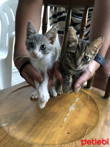 American Shorthair, Kedi  Mavis ve Ela fotoğrafı