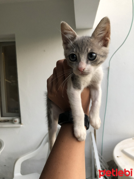 American Shorthair, Kedi  Mavis ve Ela fotoğrafı