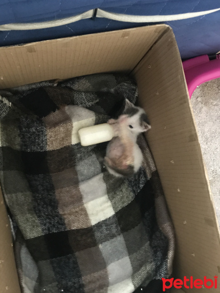 Tekir Kedi, Kedi  Boncuk fotoğrafı