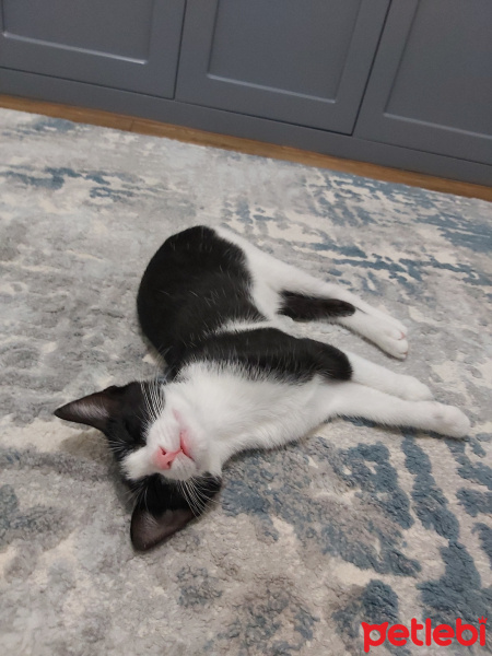 Tuxedo (Smokin) Kedi, Kedi  Casper fotoğrafı