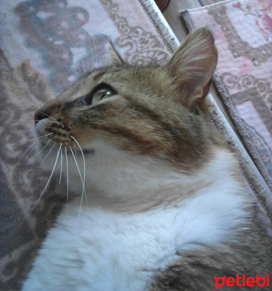 Tekir Kedi, Kedi  Tekir fotoğrafı