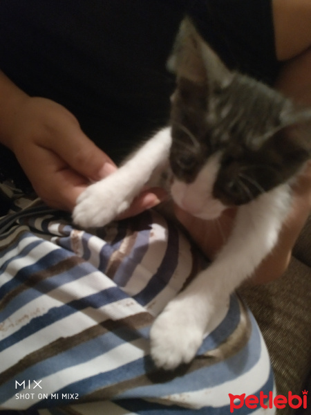 Tekir Kedi, Kedi  Hüsamettin fotoğrafı