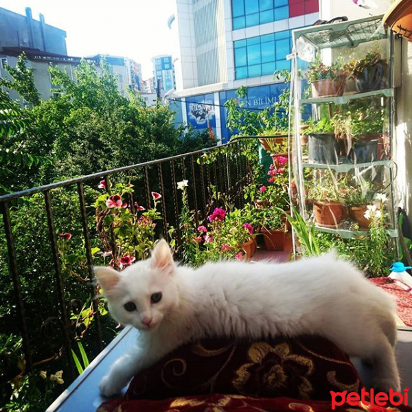 Ankara Kedisi, Kedi  Latte fotoğrafı