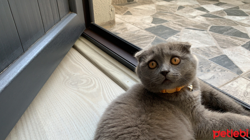 Scottish Fold, Kedi  Lima fotoğrafı