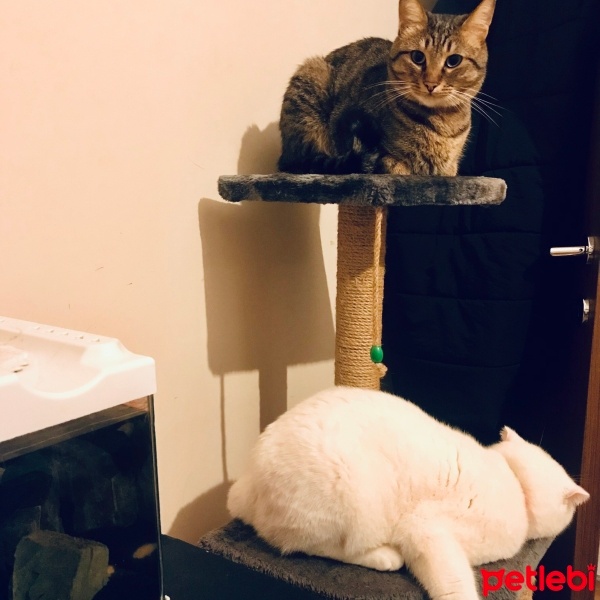 Tekir Kedi, Kedi  Toobi fotoğrafı