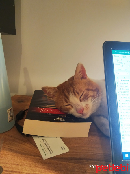 Sarman, Kedi  Limon fotoğrafı