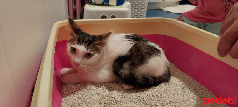 Tekir Kedi, Kedi  Boncuk fotoğrafı