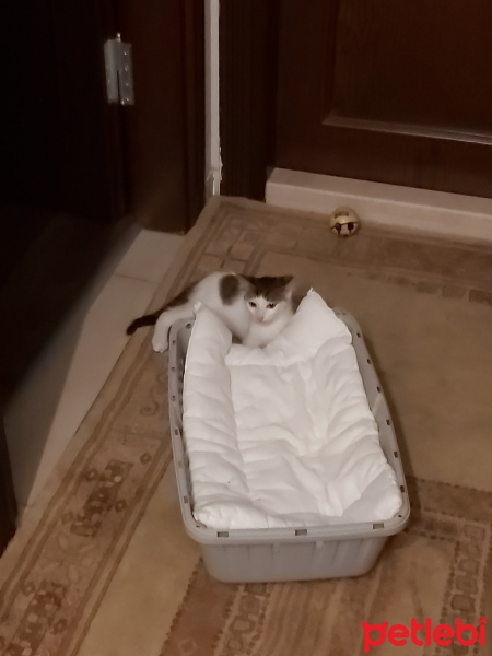 Tekir Kedi, Kedi  Boncuk fotoğrafı