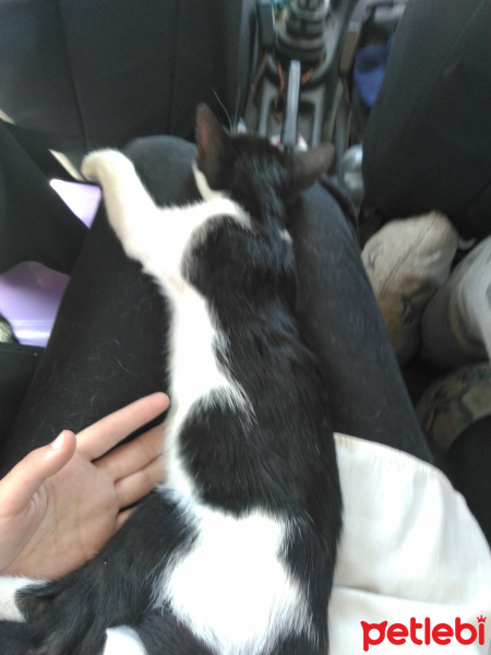 Tekir Kedi, Kedi  Eylem fotoğrafı