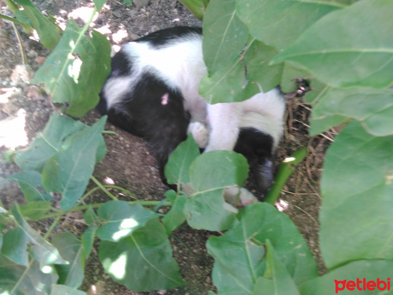 Tekir Kedi, Kedi  Eylem fotoğrafı