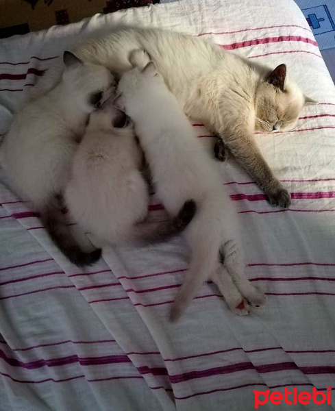 British Shorthair, Kedi  Pamuk fotoğrafı