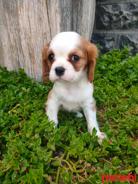 Cavalier King Charles Spanieli, Köpek  Eylül fotoğrafı
