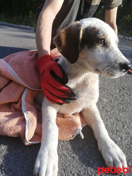 Sokö (Sokak Köpeği), Köpek  Benek fotoğrafı