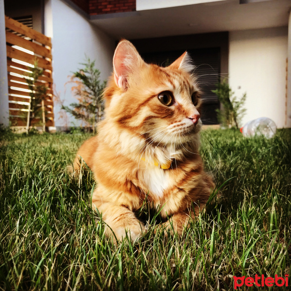 Sarman, Kedi  Bal fotoğrafı